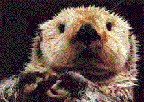 otters2.gif (33711 bytes)